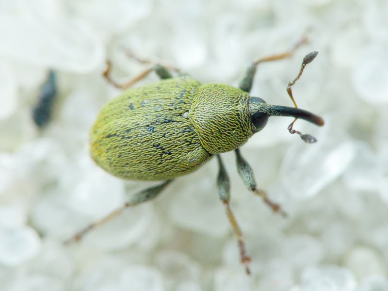 Sibinia tibialis Gyllenhal, 1836